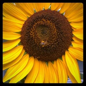 Meet your Posher, Renee